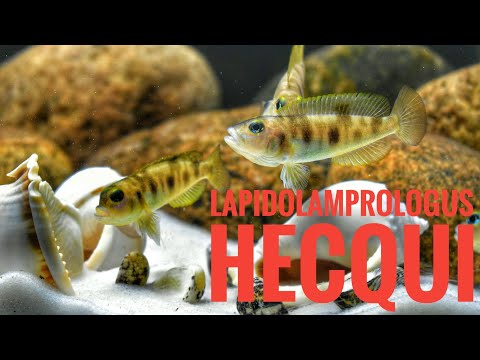 Lepidolamprologus hecqui