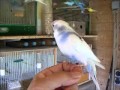 DSCF7301 AZ265 34 Wmv