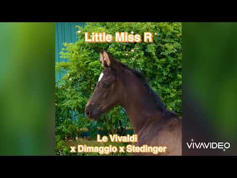 Little Miss R Stute von Le Vivaldi x Dimaggio x Stedinger