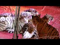 Carden Circus Zor Shrine Circus ShowMe Tigers Madison WI 2 14 2020