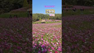 지나야(박서진), 가을 가을하는 하늘공원 코스모스!  Cosmos
