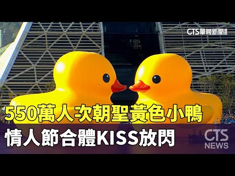 550萬人次朝聖黃色小鴨　情人節合體KISS放閃
