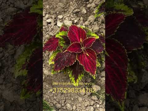 фото колеус, традесканция 0