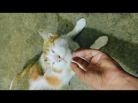 My pets so cute || cat lover || Tanzila's beauty tips.