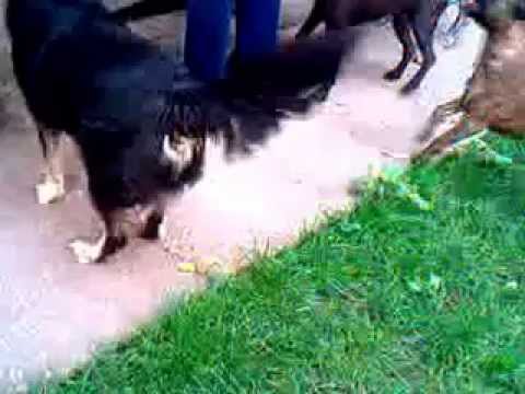 Panni elindul sétálni 2014. október 4.