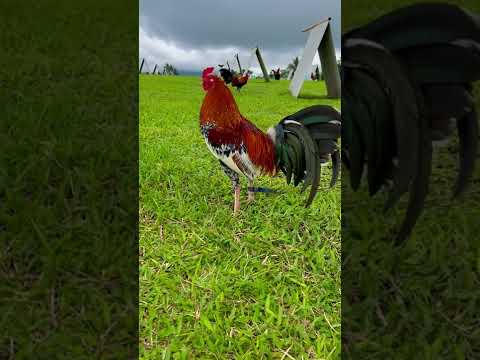 Beautiful ARL Spangle Lacy Roundhead #shorts