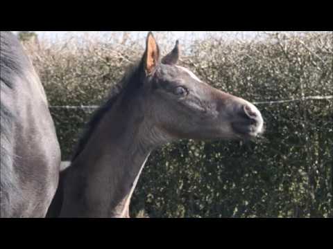 Stutfohlen von Secret x Fürsten-Look x Fürst Heinrich