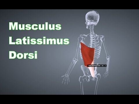 Muskeln wunder Hals Schüsse Rückenschmerzen und Movalis