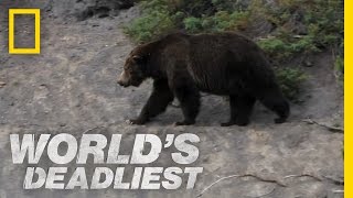 World's Deadliest - Grizzly Hunts with Nose