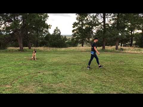 Basha Great Dog Training Camp | German Shepherd |