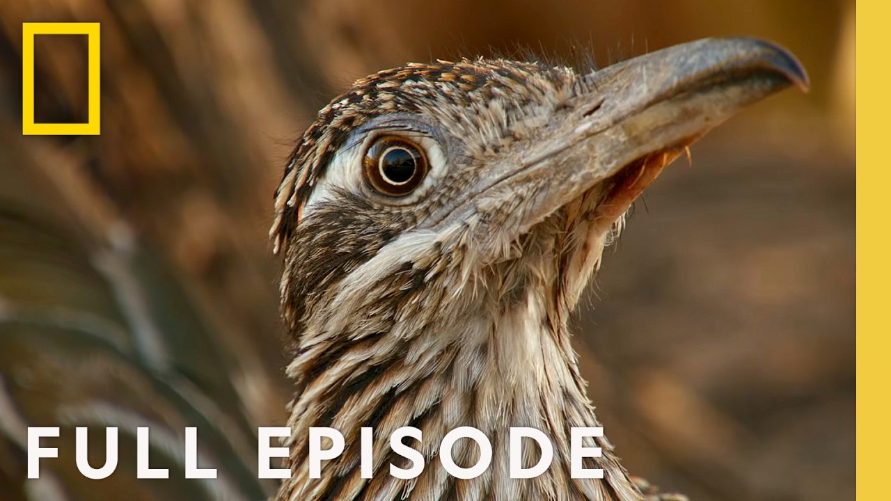 Inside Saguaro National Park (Full Episode) | America's National Parks: Hidden Gems | Nat Geo