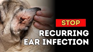 Stop Recurring Dog Ear Infections