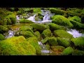 Mountain Stream Water Sounds White Noise for Sleep, Focus, Studying | 10 Hours 4K