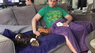 Pigs chilling with daddy