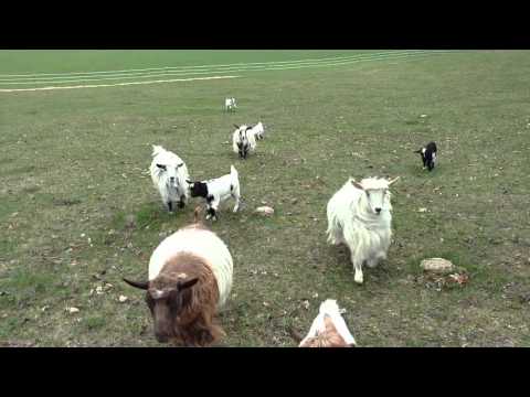 VID_20160424_181503863.mp4