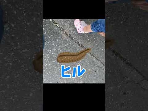 季節ごとの昆虫ベッド ガーデンデザイン