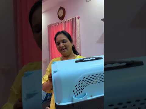 shasha 🐈 is a cat who is always with us #cat #shorts