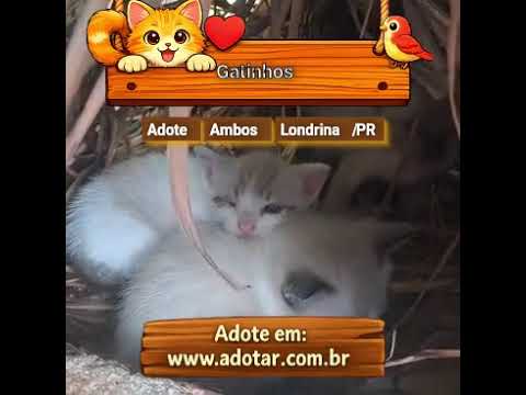 Vídeo de Gatinhos 