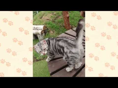 猫の保護活動について