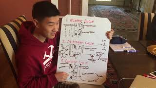 APES: Carbon Cycle