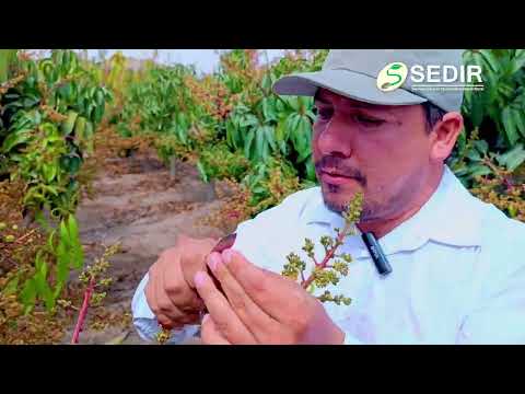 ¡ATENCIÓN PRODUCTOR!: ¿PODAR O NO PODAR LA PRIMERA FLOR DE MANGO?