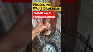 Download lagu INITIAL STAGE OF SIRTU BIRD CHOPPING mp3