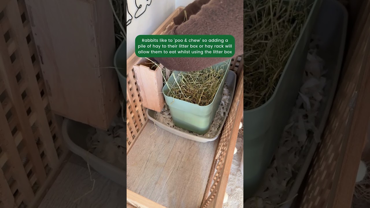 Burgess Excel Feeding Hay - The importance of Hay