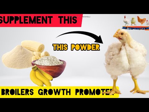 Why You Should Supplement The Banana Flour To Your Chickens Feeds (Growth Promoter) #chicken