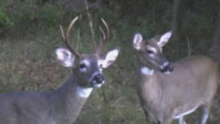 preview picture of video 'Johnson County Illinois - 95 acre wooded'