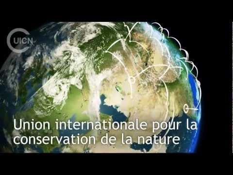 Image de prévisualisation YouTube