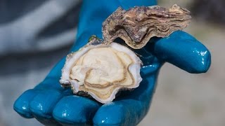 Consommer et choisir les huîtres - Une série gourmande France Bleu
