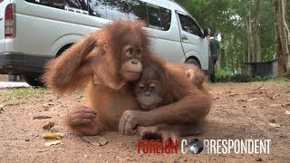 Saving Baby Orangutans From Smuggling  Foreign Cor