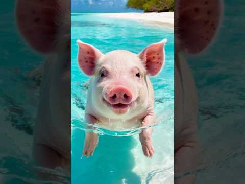 اغرب 7 معجزات فى خلق الخنزير! هتخليك تعرف ليه ربنا حرم اكله 🧐❤#shorts #viralshorts