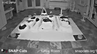 California · SNAP Cats Kitten Room live stream