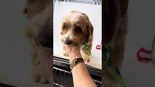 Video preview image #1 Havanese Puppy For Sale in Benton, LA, USA