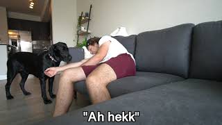 Pretending To Faint In Front of My Dog! (Funny Reaction)