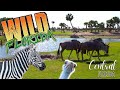 Wild Florida Drive Thru Safari Gator Park Review