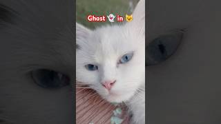 Download lagu Ghost in a cat 😺 | Billi main Jin #ghost #cat #shorts #shortsvideo #shortvideo mp3