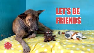 Introducing Our New Rescue Jennifer Aniston