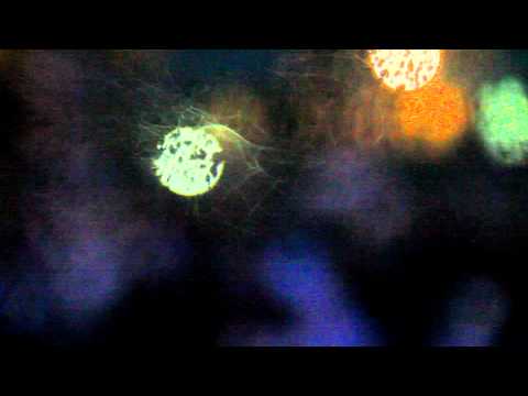 spaceman spiff - straßen