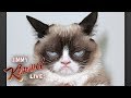 Rest in Peace Grumpy Cat