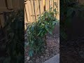 Evergreen Vs Deciduous Plant Pruning Schedule
