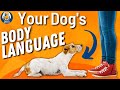 Dog Body Language Understanding Canine Communication Signals And Emotions 157 Podcast