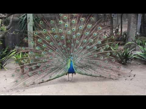 ЮАР. Кейптаун. Мир птиц и парк обезьян. World of Birds Wildlife Sanctuary & Monkey Park. Танцы павлина.