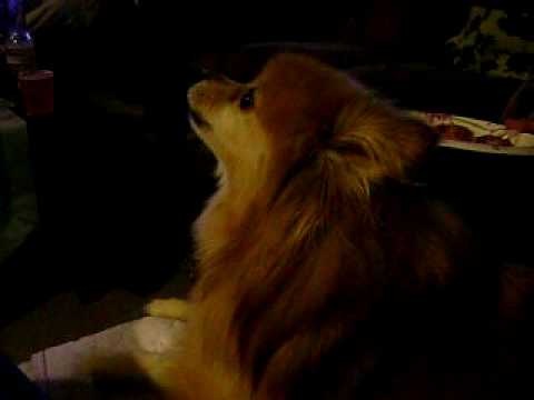 Poochi the singing dog