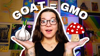 WHY GMO IS THE G.O.A.T. | Sharing How One Cannabis Lineage Changed My Life!
