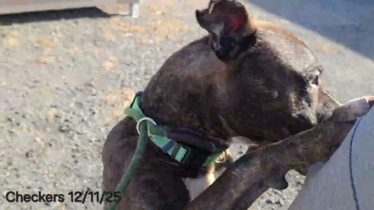 Enlarge Checkers, a ADOPTABLE Pit Bull Terrier in Trenton, NJ video 5/5