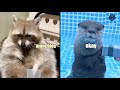 Best Animal Voiceovers Ep 24