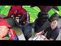 Voltes V Legacy Unboxing