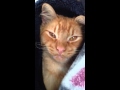 Orange Kitty High From Vet Visit